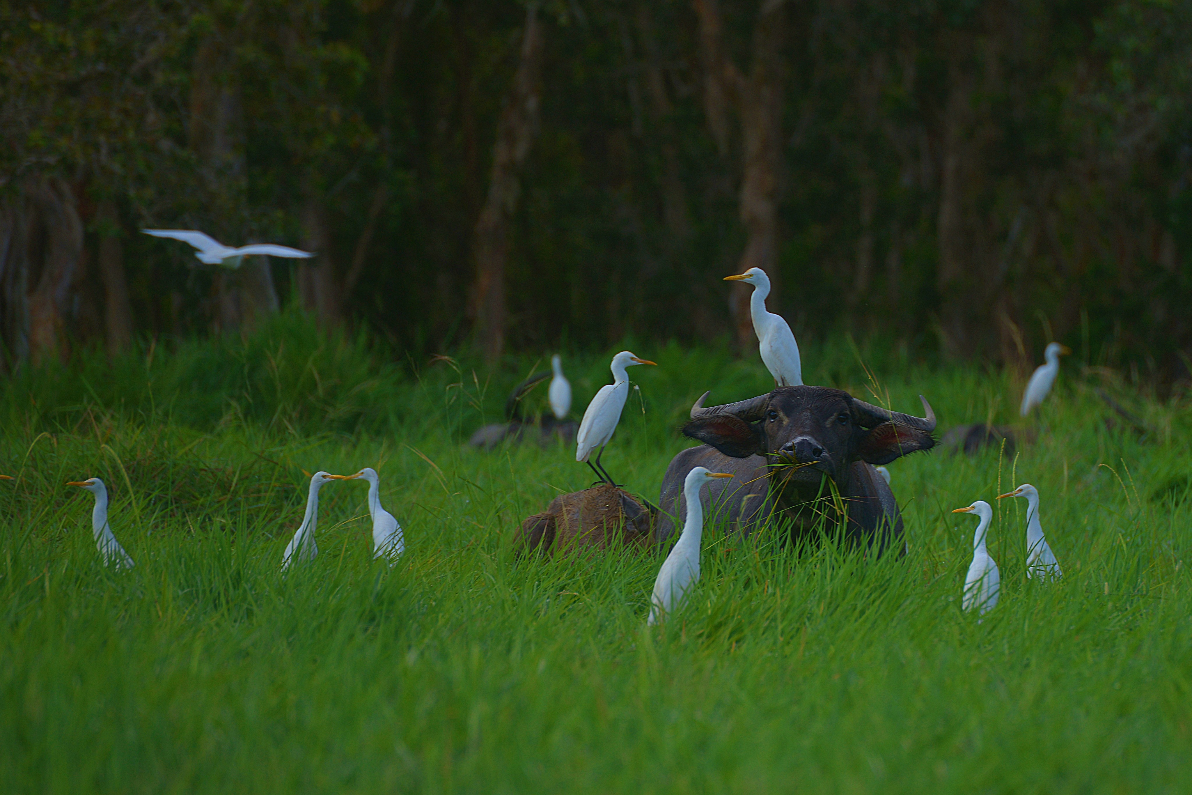 20230627_Thale Noi Wetland Pastoral Buffalo Agro-Ecosystem_Interactions