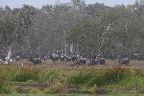 20230627_Thale Noi Wetland Pastoral Buffalo Agro-Ecosystem_Buffalo in peat swamp